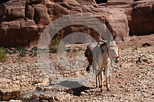 Donkeys working as transport and pack animals in Petra, Jordan. Persistent animals used to transport tourists around the ancient