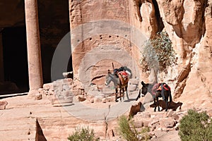 Donkeys working as transport and pack animals in Petra, Jordan. Persistent animals used to transport tourists around the ancient