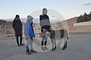 Donkeys working as transport and pack animals in Petra, Jordan. Persistent animals used to transport tourists around the ancient