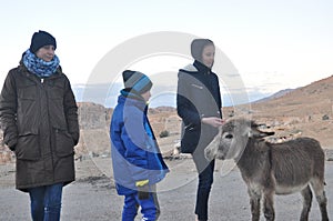 Donkeys working as transport and pack animals in Petra, Jordan. Persistent animals used to transport tourists around the ancient