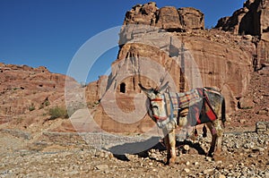 Donkeys working as transport and pack animals in Petra, Jordan. Persistent animals used to transport tourists around the ancient