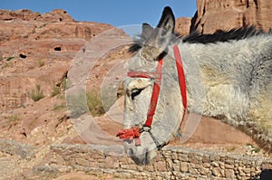 Donkeys working as transport and pack animals in Petra, Jordan. Persistent animals used to transport tourists around the ancient