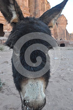 Donkeys working as transport and pack animals in Petra, Jordan. Persistent animals used to transport tourists around the ancient