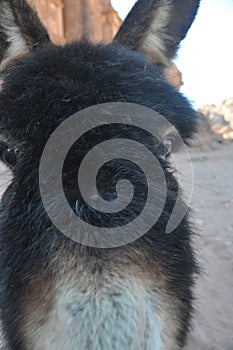 Donkeys working as transport and pack animals in Petra, Jordan. Persistent animals used to transport tourists around the ancient