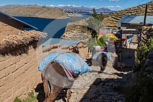 Donkeys in Yumani village