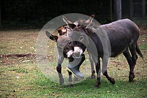 Donkies fighting