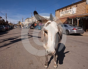 Donky in Oatman, Arizona