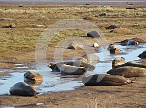 Donna Nook grey seal colony photo