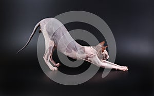 The Donskoy sphinx cat