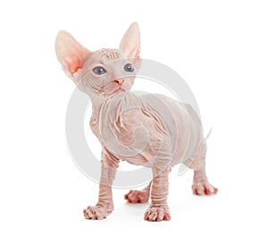 Donskoy sphynx albino hairless cat isolated