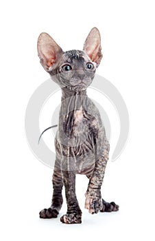 Donskoy sphynx hairless cat isolated