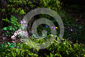 Dontostemon dentatus