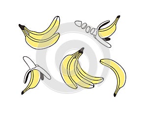 Doodle Banana. Hand drawn stylish fruit and vegetable. Vector artistic drawing fresh organic food. Summer illustration vegan