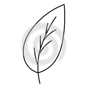 Doodle botanical hand drawn decorative leaf illustration