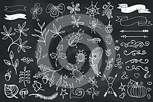 Doodle brunches,insects,decor element.Hand scetched chalcboard