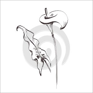 Doodle calla lily flower isolated on white. Sketch flower. Hand drawing line art. Outline vector stock illustration. EPS