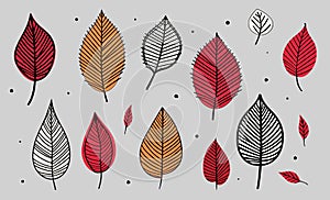 Doodle colorful leaves, nature leaf autumn season. Red and orange foliage, decorative stylish organic drawing elements