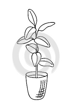 Doodle of ficus elastica or rubber tree in pot