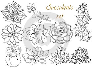 Doodle floral background in vector with doodles black and white coloring page of succulents. Set of tropical plants