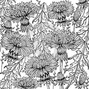 Doodle floral dandelion background in vector with doodles black and white coloring page