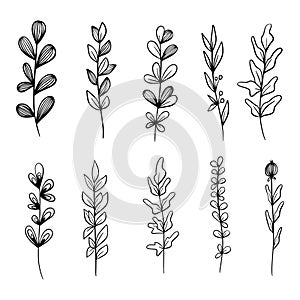 Doodle hand drawn vector leaves and branches. Collection of tree Floral, plant elements
