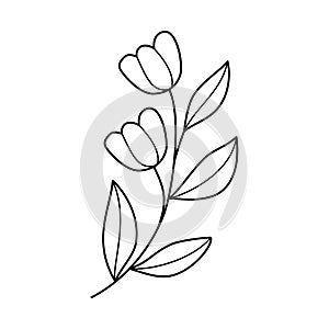 Doodle line art branch with leaves and flowers. Hand drawn twig, monochrome linear garden floral elements