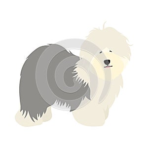 Doodle Old English Sheepdog puppy stands sideways isolated on white background.  Cute cartoon long haired dog puppy.