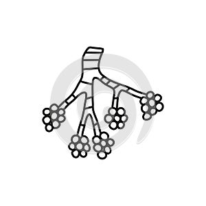 Doodle outline alveoli icon.