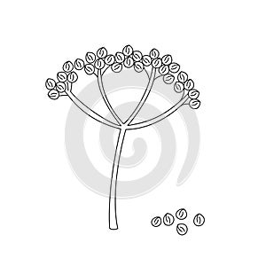 Doodle outline twig coriander seeds. Vector hand-drawn illustration for packing isolated on transparent background