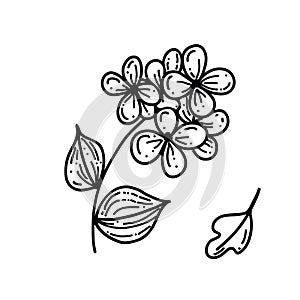 doodle with plants, flowers, grass, a bunch of inflorescences. Linear vector illustration.