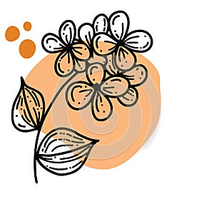 doodle with plants, flowers, grass, a bunch of inflorescences. Linear vector illustration.