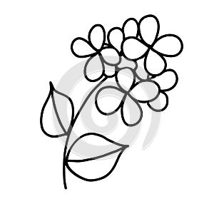 doodle with plants, flowers, grass, a bunch of inflorescences. Linear vector illustration.