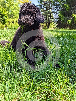 Doodle puppy dog outside in the grass