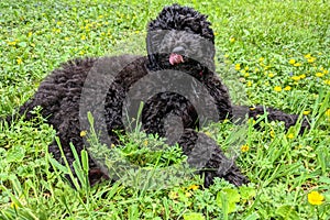 Doodle puppy dog outside in the grass