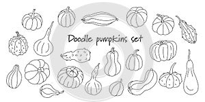 Doodle set with different varieties of pumpkins and squashes on white.
