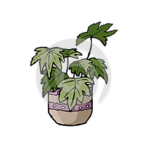 Doodle style home plant. Plant with large leaves. Ornamental houseplant in a pot. Drawn by hand. Clip art. Flowerpot