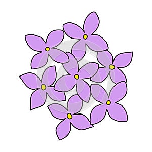 Doodle style lilac or hydrangea flowers, top view, spring design element, vector