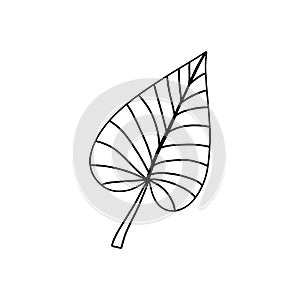 Doodle style tropical leaf in doodle style. Abstract jungle. Tree decoration. Vector, botanical collection. Jungle foliage