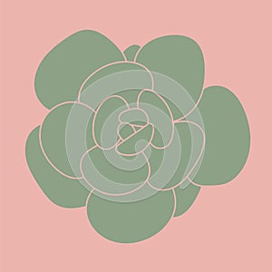 Doodle Succulent Flower. Desert flower for print and design. Modern pattern. Vector illustration.