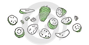 Doodle Tropical Anona. Hand drawn stylish fruit and vegetable. Vector artistic drawing fresh organic food. Summer illustration photo