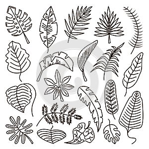 Doodle tropical outline leaves, leaf exotic line contour isolated set. Palm art foliage, jungle plants and monstera