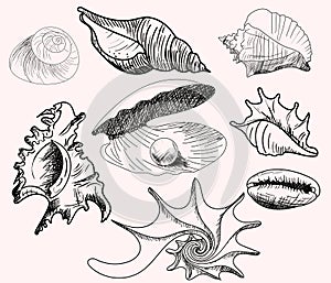Doodle vector shells. Hand drawn vector for printing