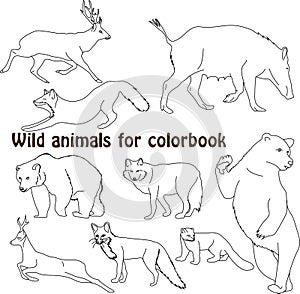 Doodle wild forest animals. Outline drawing in vector for colorbook. For books biology.