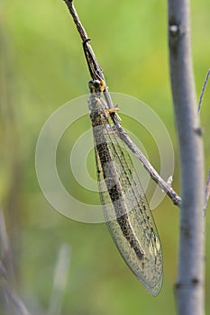 Doodlebug imago photo