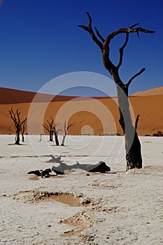 Dooie Vlei, Namibia