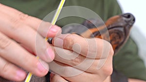 Doomed, frightened puppy is cut off its claws , filed with a nail file, polished