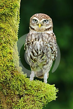 Doomster Athene noctua