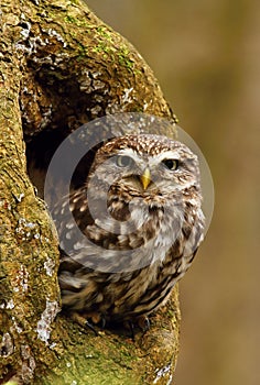 Doomster owl in hollow