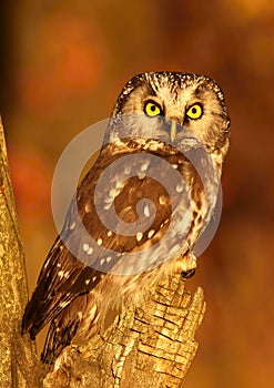 Doomster during sunset