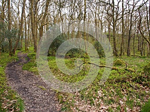 Doon Hill and Fairy Knowe, Aberfoyle photo